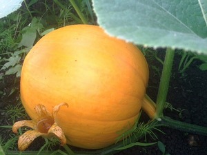 kabocha2014.0705.jpg