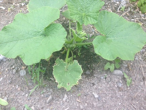 http://www.hourainoyu.jp/blog/kabocha0531.jpg