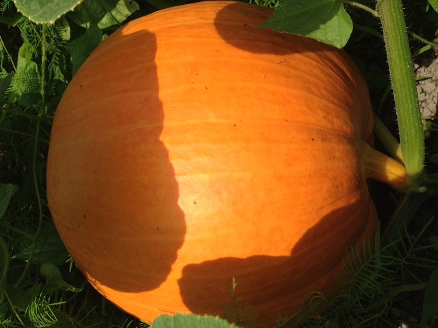 http://www.hourainoyu.jp/blog/kabocha07120.jpg