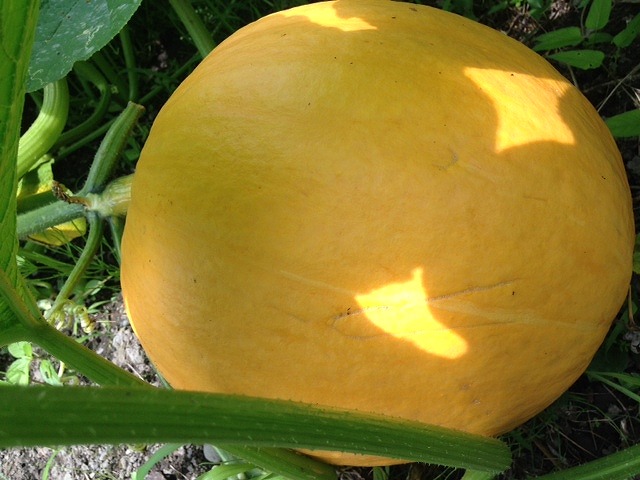http://www.hourainoyu.jp/blog/kabocha07121.jpg