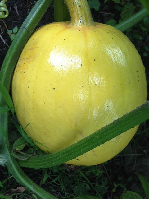 http://www.hourainoyu.jp/blog/kabocha201.07040.jpg