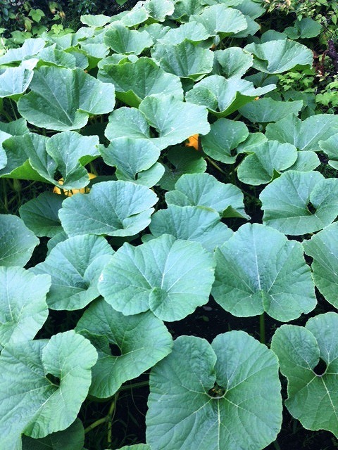 http://www.hourainoyu.jp/blog/kabocha2014.0704.jpg